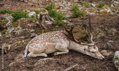 Fototapeta Naklejka Na Ścianę i Meble -  Jeleń na polanie