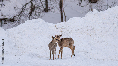 Fototapeta Naklejka Na Ścianę i Meble -  Reindeer In Snow Winter Landscape