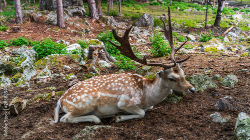 Fototapeta Naklejka Na Ścianę i Meble -  Jeleń na polanie