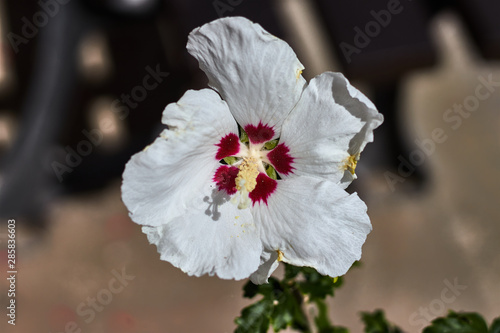 Flower with white petals and yellow pistil