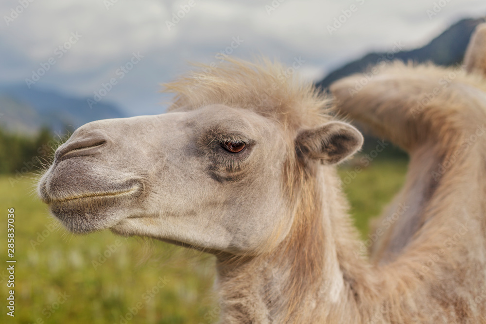 Fototapeta premium Mountain Camel proudly looks away on a green slope