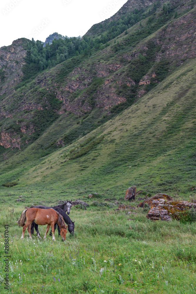 Three horses of different colors stand nearby under the side of a mountain.