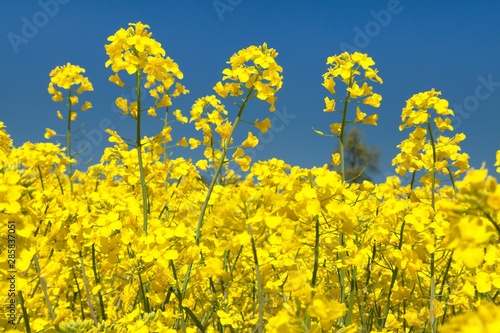 detail of flowering rapeseed canola or colza field