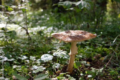 fly agaric mushroom in the forest 