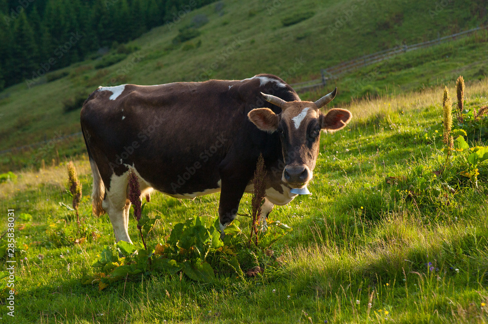 Cow on green pasture in front of mountain landscape. Herd of Cows grazing on meadow in mountains. Cow on green pasture in front of mountain landscape. Herd of Cows grazing on meadow in mountains.