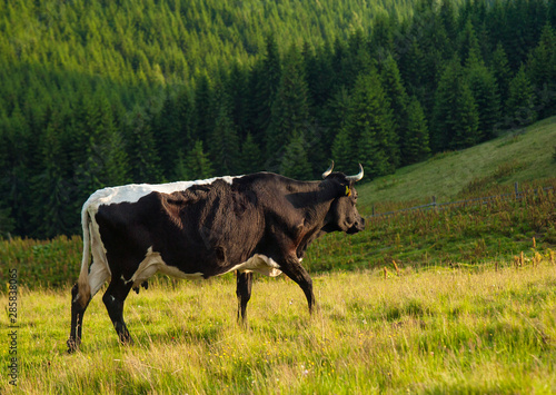 Cow on green pasture in front of mountain landscape. Herd of Cows grazing on meadow in mountains.