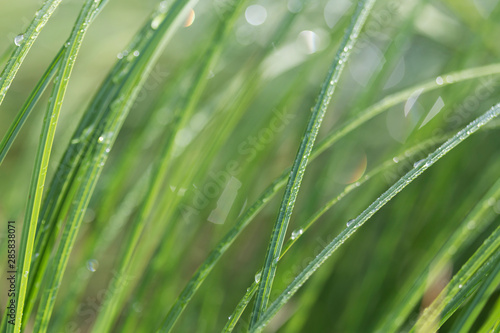 Close-up of a wet green hays in spring or summer. Fresh natural seasonal background. Shallow depth of field. 