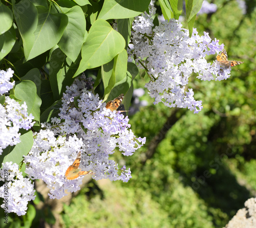 Butterfly Vanessa cardui on lilac flowers. Pollination blooming photo