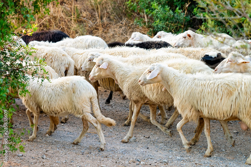 Flock of sheep running at agricultural farm village in Perdaxius photo