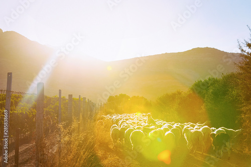 Flock of sheep in village in Perdaxius at sunrise photo