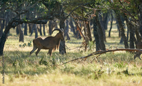 Aoudad