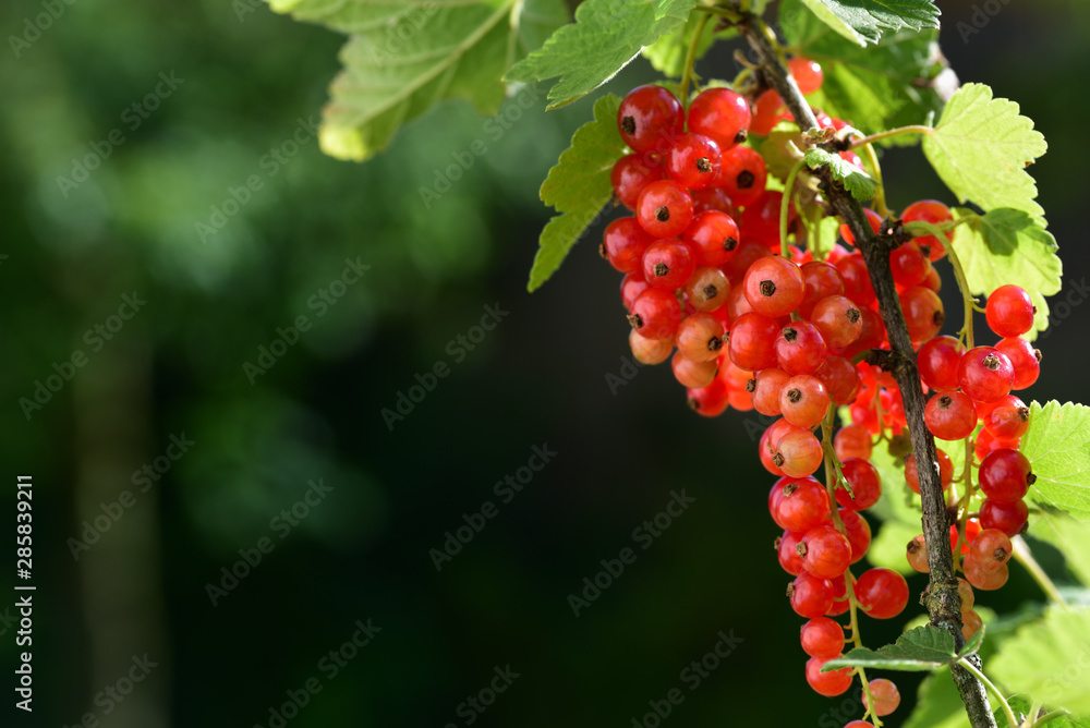 fresh redcurrants hang on shrub in the garden and glow in the sunlight