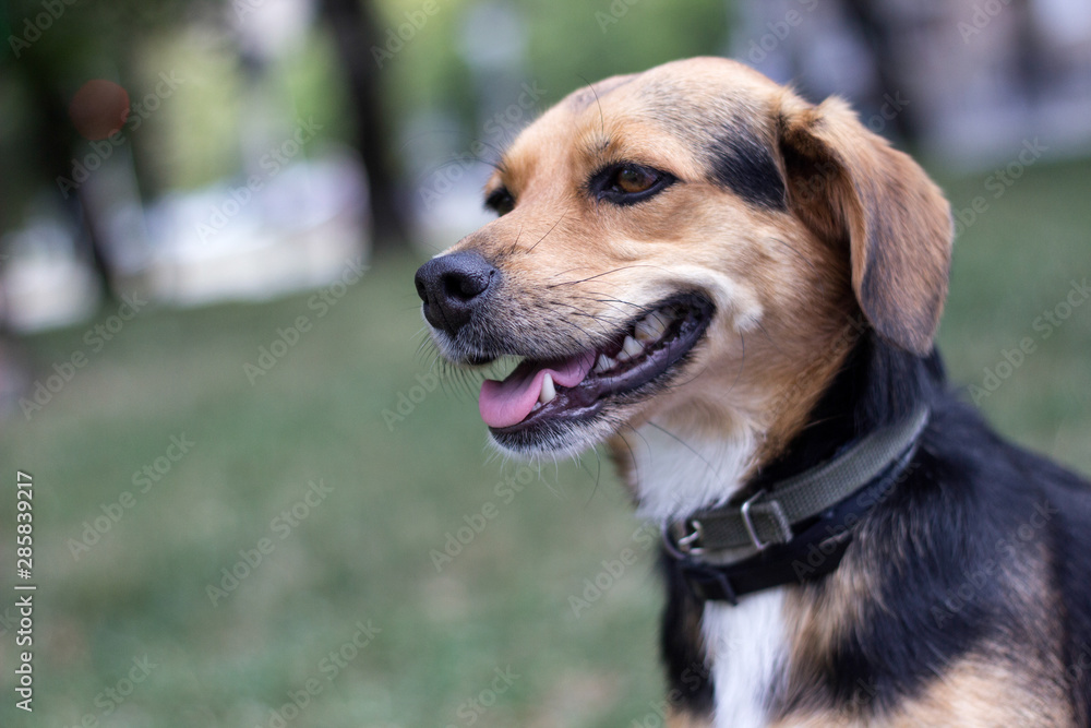 Small cute dog portrait 