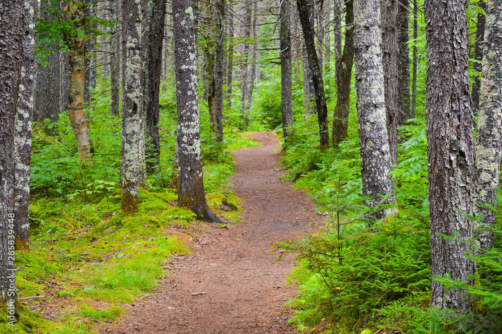 A winding dirt footpath finds its way through the pine trees, surrounded by undergrowth