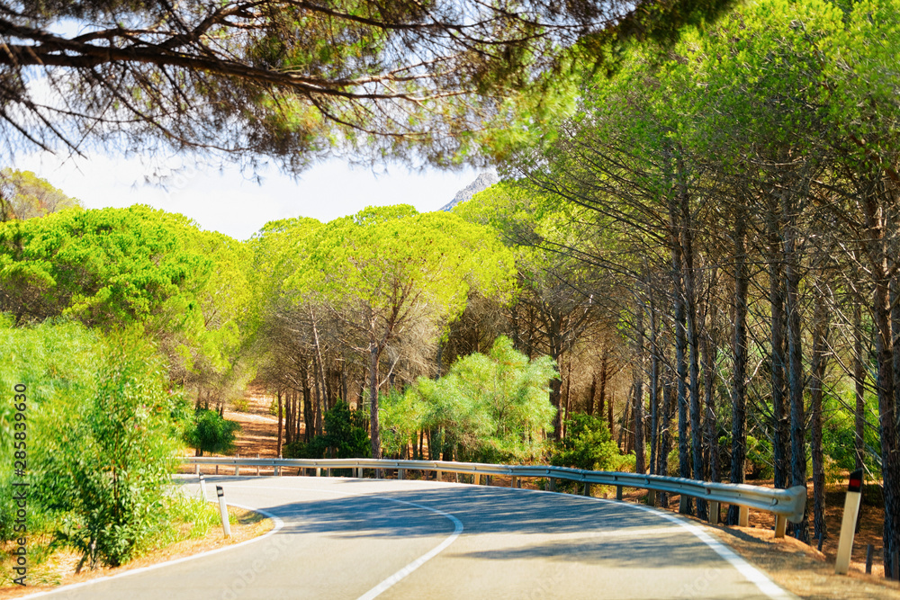 Empty road without cars and green forest in Sardinia