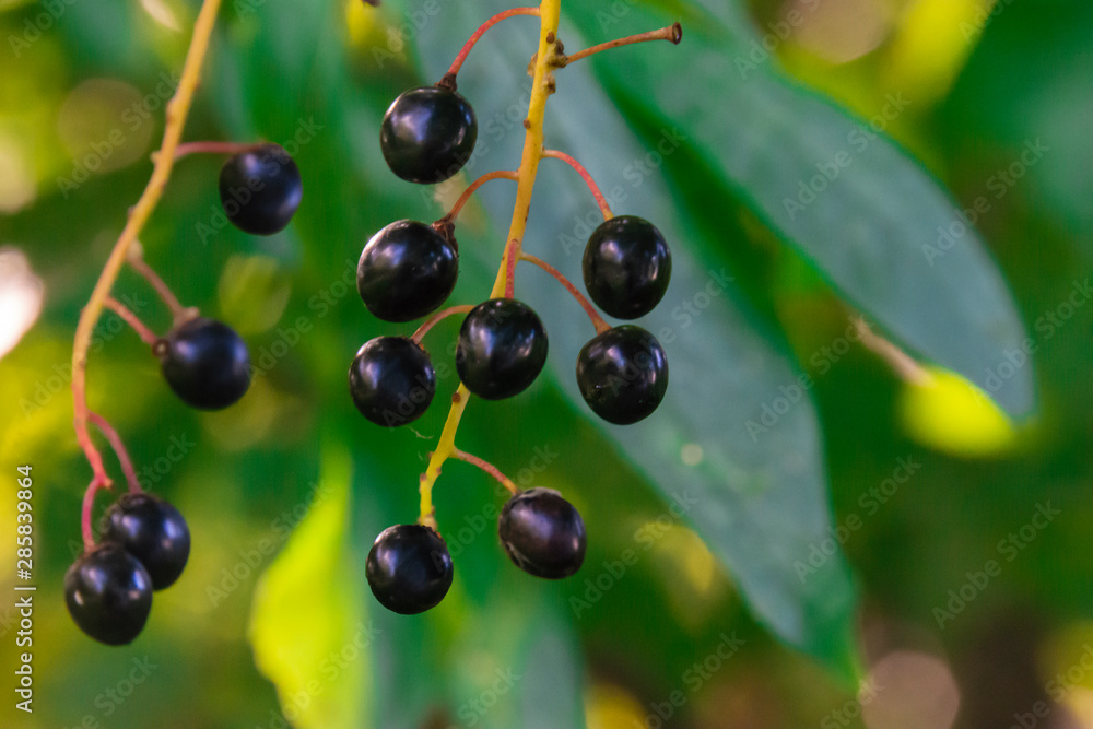 Soft focus. Bird cherry. Bird cherry branch (Prunus padus) tree with ripe berries close-up. Soft focus. Bird cherry. Bird cherry branch (Prunus padus) tree with ripe berries close-up.
