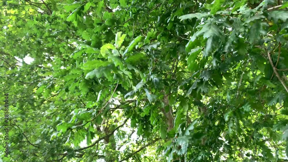 backlit oak leaves moved by the wind. backlit oak leaves moved by the wind.