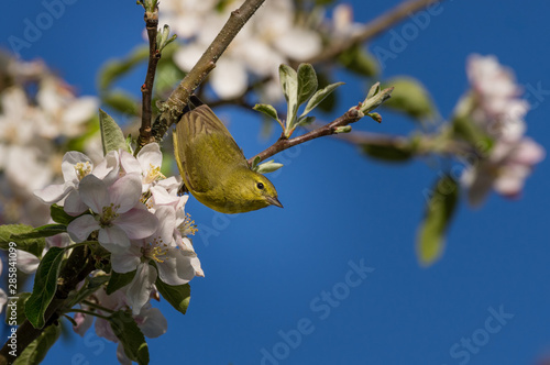 Orange-crowned Warbler (Oreothlypis celata) and apple blossoms in the Willamette Valley, Oregon. photo