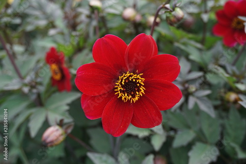 red flower in the garden