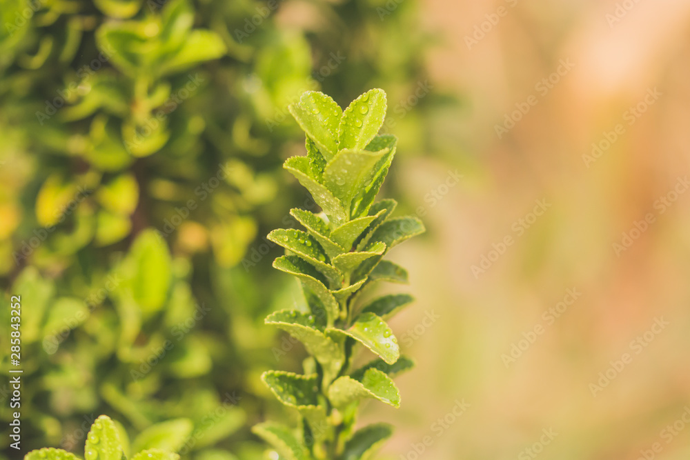 green leaves of a tree