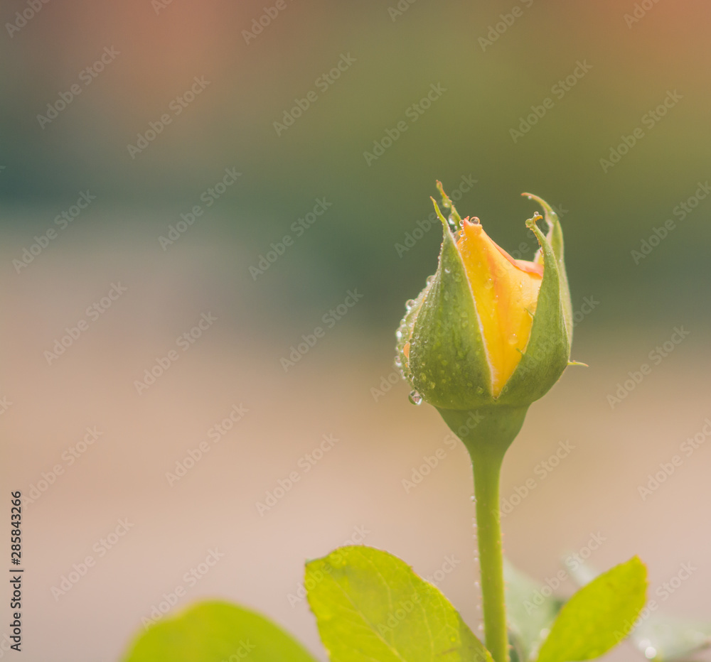macro flower