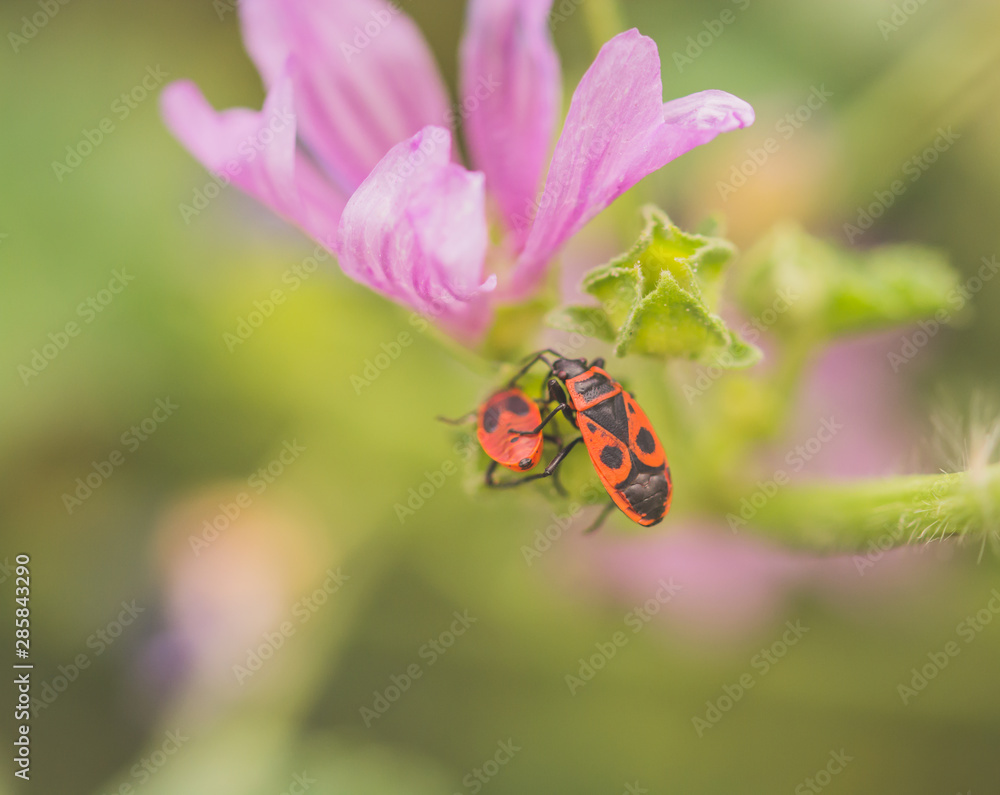 flower with bugs