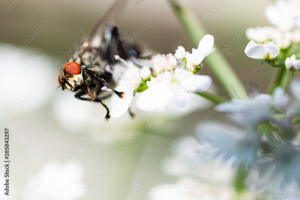 Fly sitting on flower