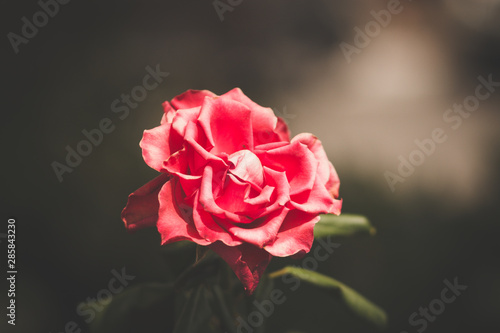 Obraz na płótnie red rose in garden w salonie