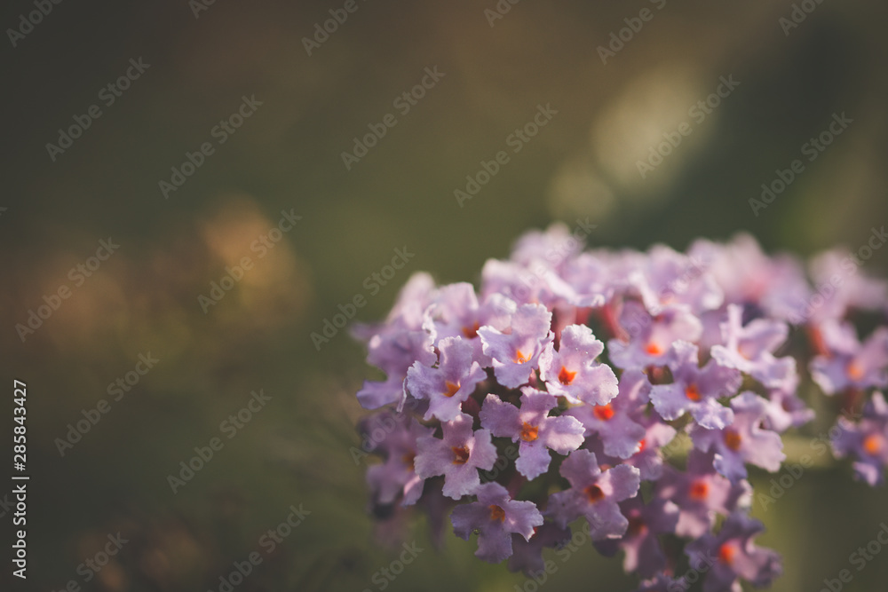 flowers in garden