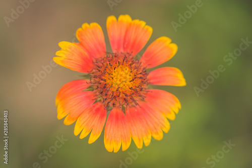 yellow flower on green background