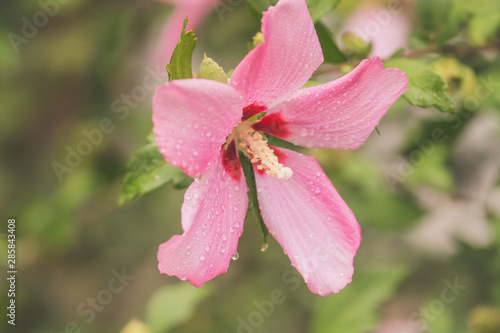 Obraz na płótnie pink flower in the garden w salonie