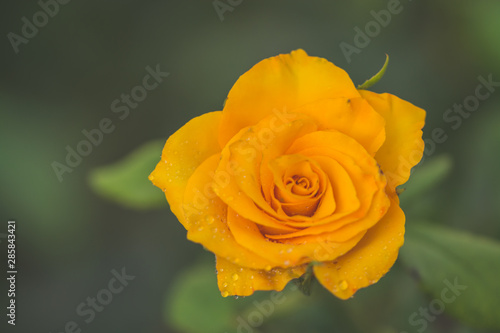 Obraz na płótnie yellow rose w salonie