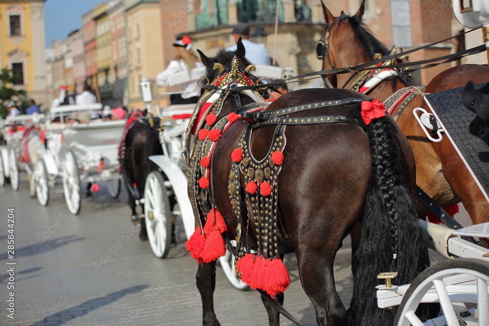 Beautifully decorated with colorful harness brown horses andwhite  carriage, city center