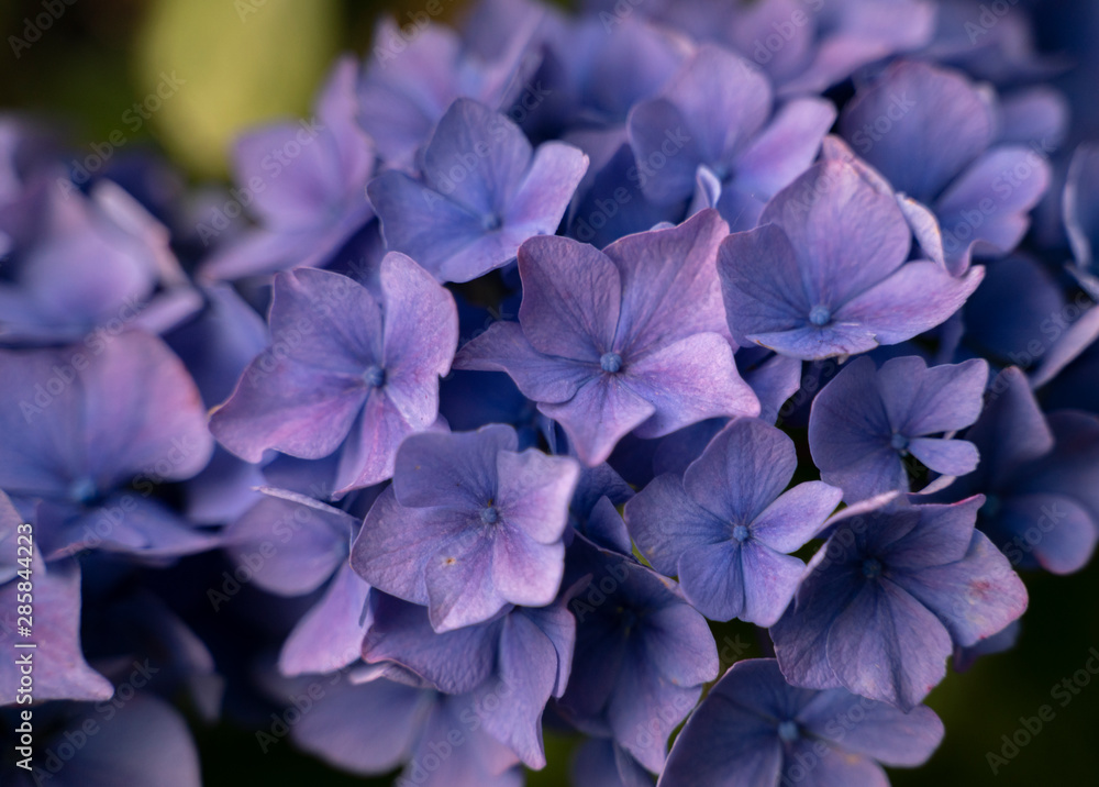 blue flowers in the garden