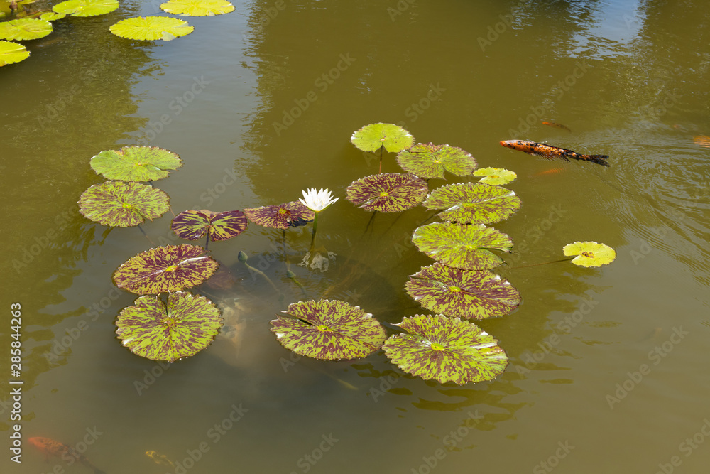 Water lily plant and fish in pond with sky, clouds, and trees reflecting in the water. Water lily plant and fish in pond with sky, clouds, and trees reflecting in the water.