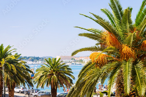 Palm trees at Old city of Split on Adriatic Coast photo