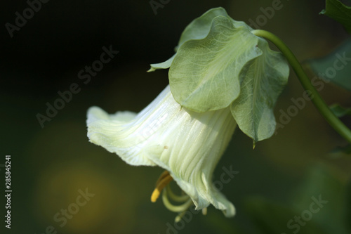 Cobaea scandens photo