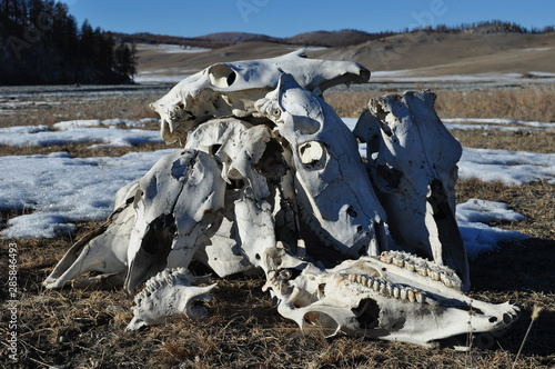 yak skulls in desert with snow