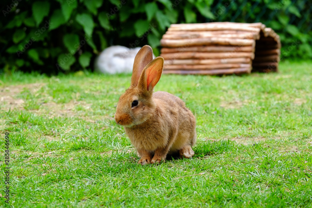 Fototapeta premium Brown fluffy rabbit eating the grass.