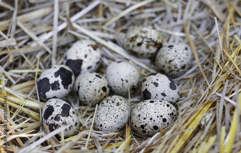Obraz premium Quail eggs in a straw nest
