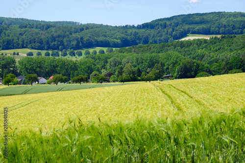 View on the agricultural fields with grain in Germany.