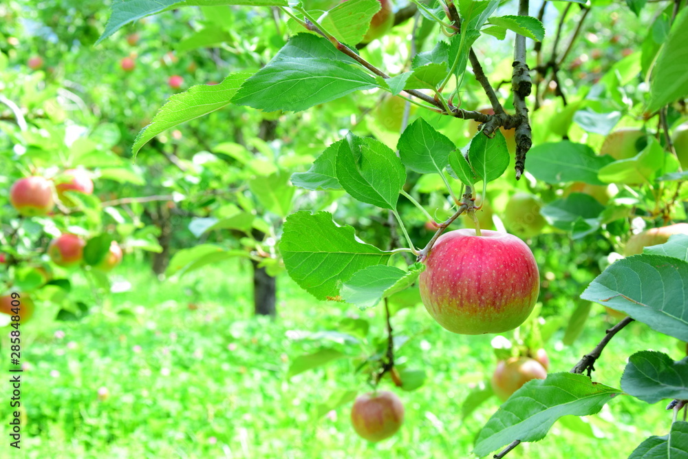 Obraz premium Streuobstwiese - Apfelbäume - Obstgarten - Apfelernte