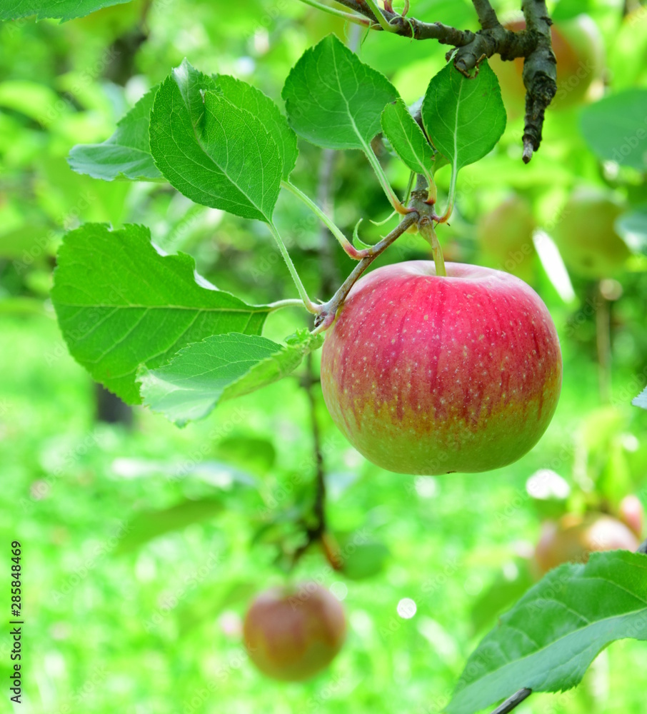 Streuobstwiese mit Apfelbäumen und roten, saftigen Äpfeln Streuobstwiese mit Apfelbäumen und roten, saftigen Äpfeln