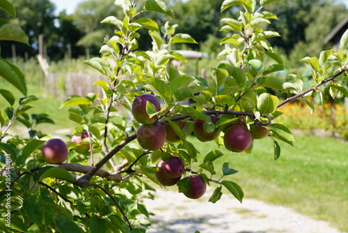 Apple trees on a farm