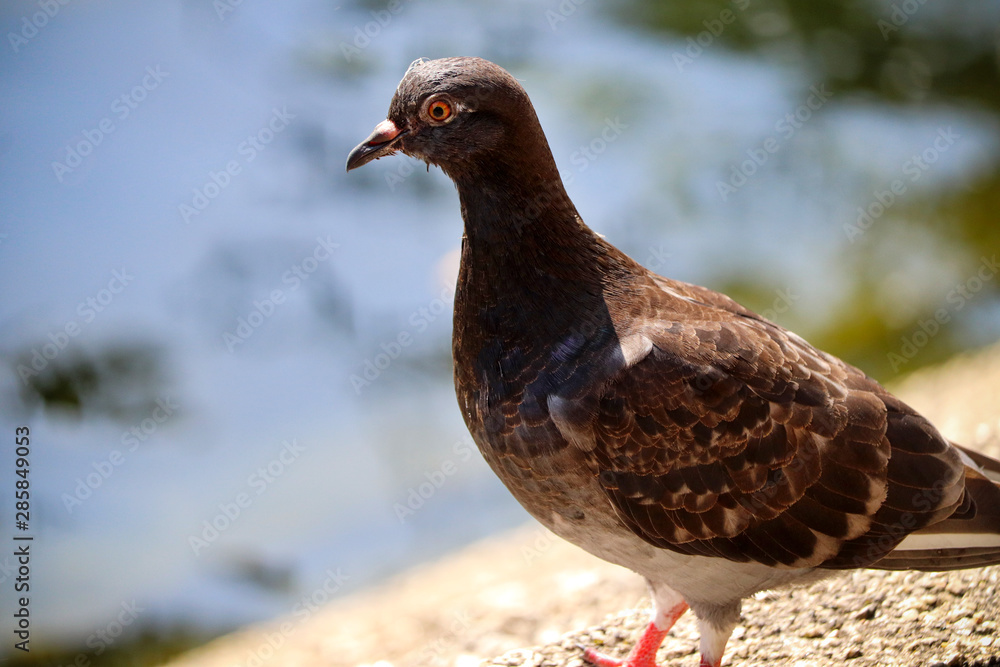 UK Pigeon by a river UK Pigeon by a river