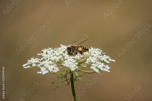 Honeybee on Wild Carrot Flowers in Summer