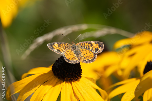 Pearly Crescent Butterfly on Black Eyed Susan Flowers