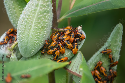 Large Milkweed Bugs Swarming on Milkweed Pods photo