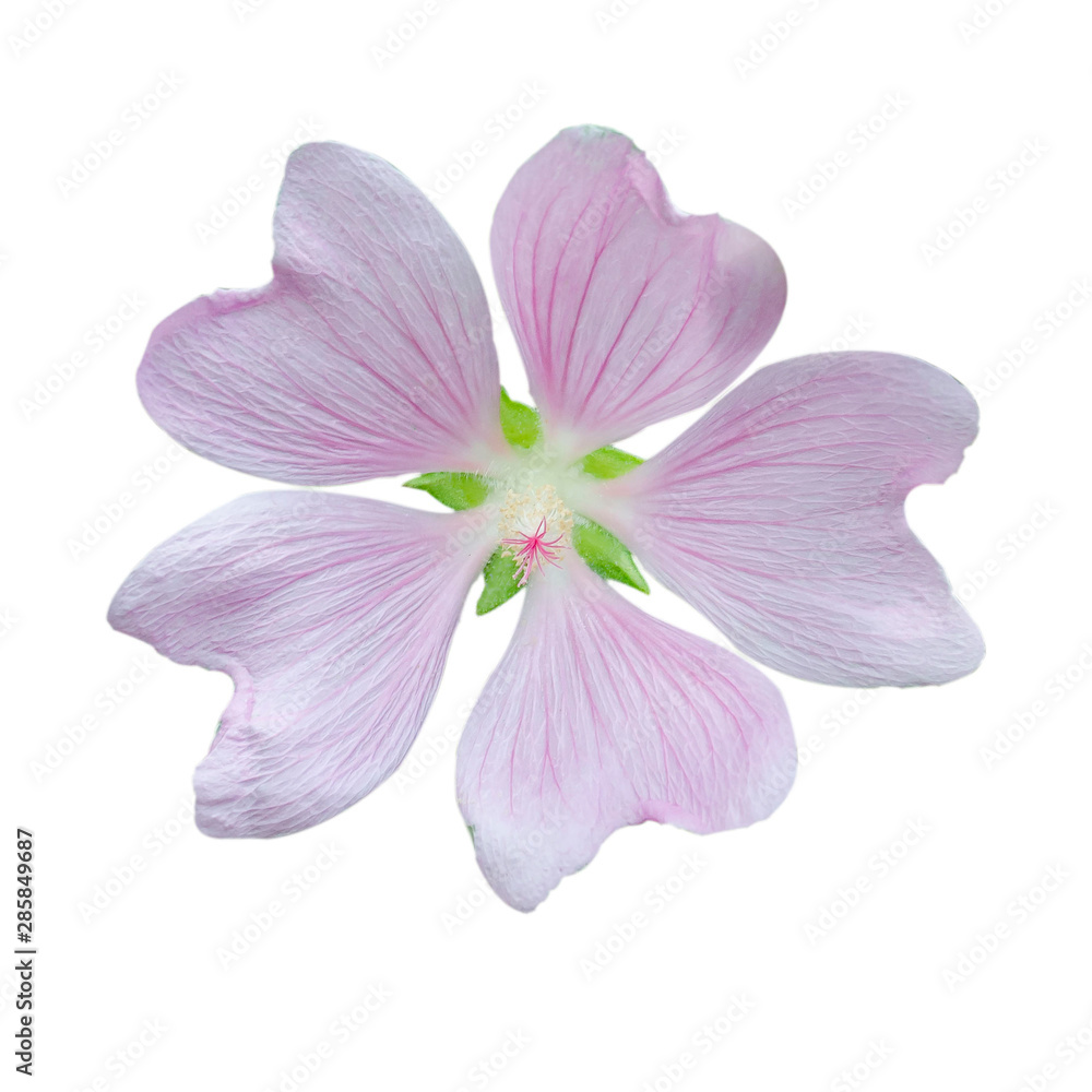 Flower Head of Tree Mallow (Lavatera maritima) Flower Head of Tree Mallow (Lavatera maritima)