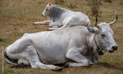 White cown at rest